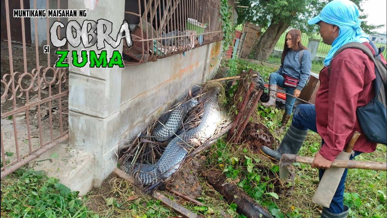 Muntikang maisahan ng COBRA si ZUMA | Zuma Haring Ahas