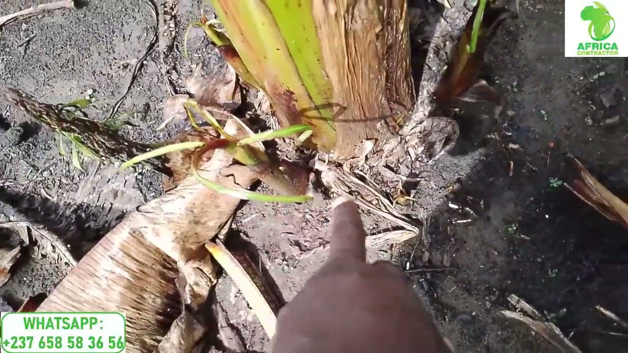astuces pour gérer la saison sèche en culture du bananier plantain sans irrigation