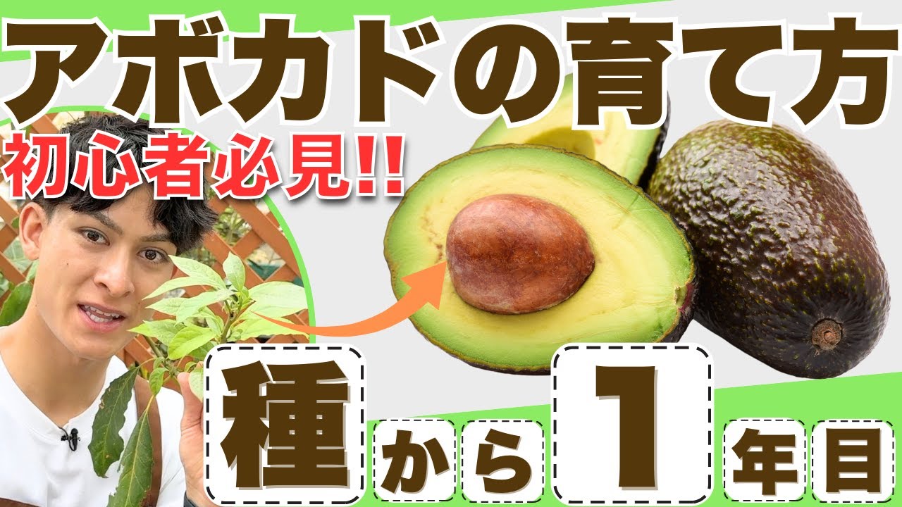 【初心者向け】アボカドの種から育てる！失敗しない植え替えと育て方のコツ🌱