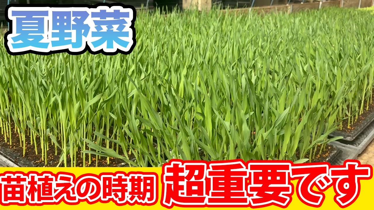 【夏野菜】〇月に苗植えを行うのは絶対だめです。