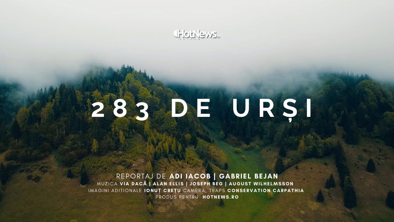 283 de urși: Animalele cu 