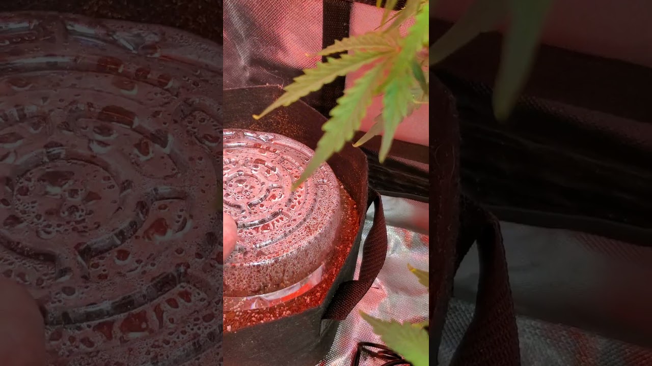 Royal Queen seeds F1, Cookies gellato and critical..autos grow diary! #organicgrowing