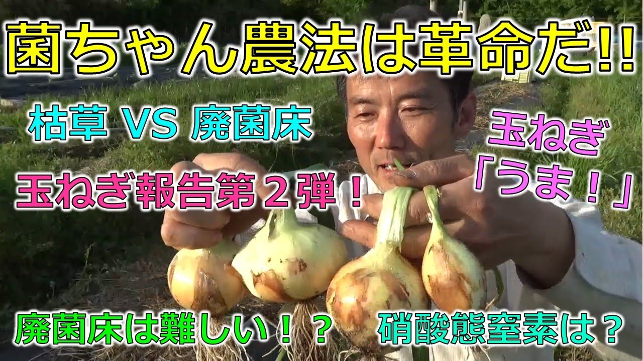 菌ちゃん農法は革命だ！！玉ねぎが「育つ！うまい！」玉ねぎ報告第２弾　廃菌床は難しい！？