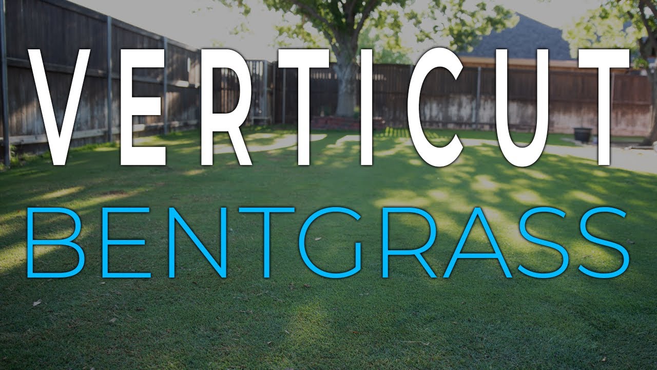 Verticut Bentgrass | Verticut Putting Green
