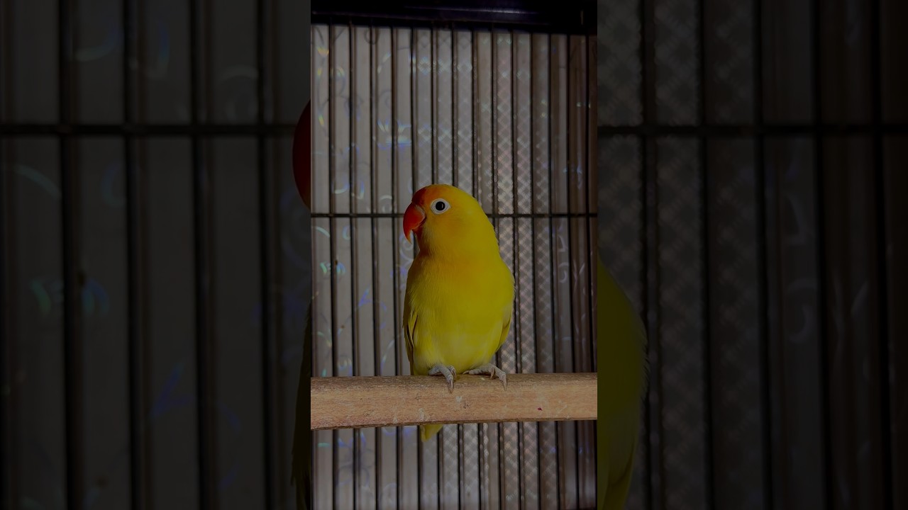 Decino | Lovebird Pairing | Bird Breeding Season | Tips | How to Pairing | Nesting