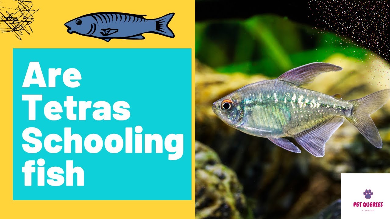 Are tetras schooling fish? | Can different types of Tetras fishes form a school? |