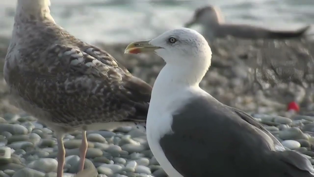 Happy Seagulls
