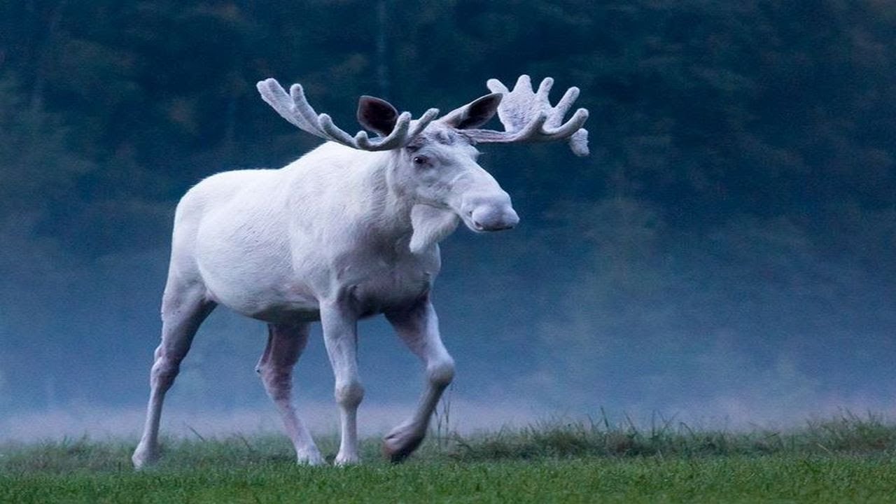 Rare white elk: attract crowds in Sweden and warn that the animal could be dangerous.