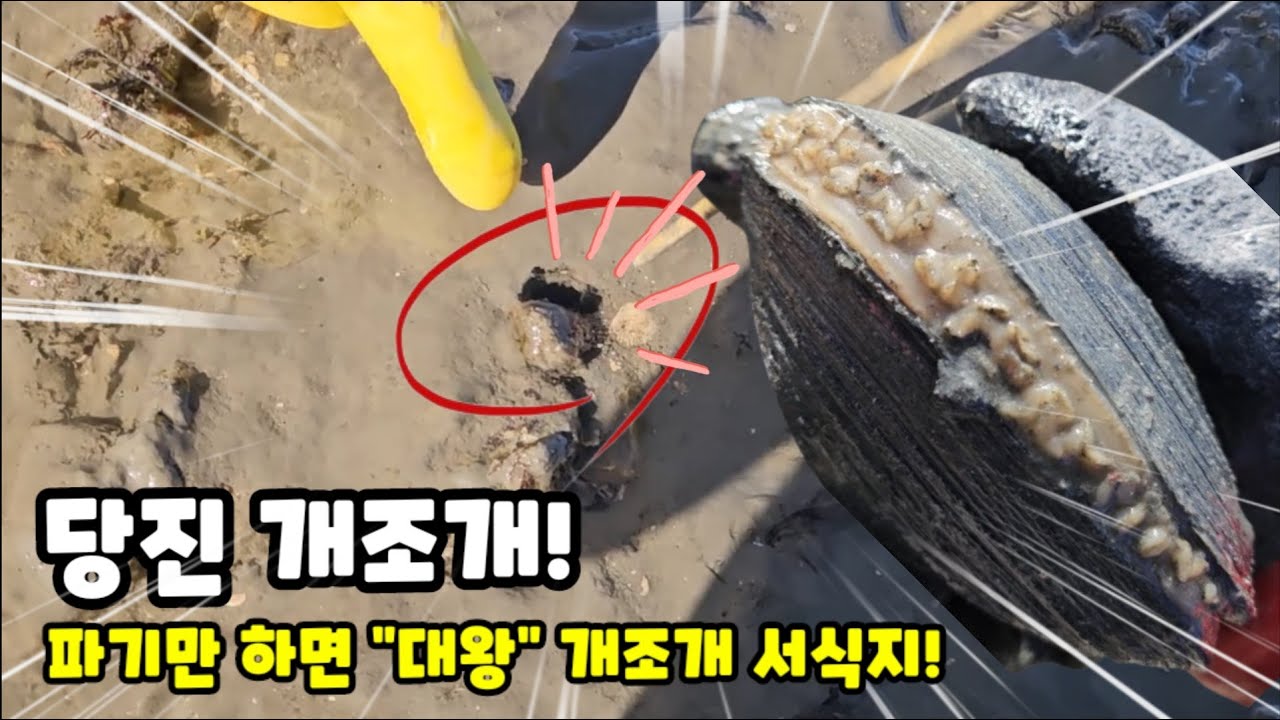 구멍이 뻥뻥 뻥! 손가락이 들어가는 엄청난 개조개 구멍! @TV생물도감