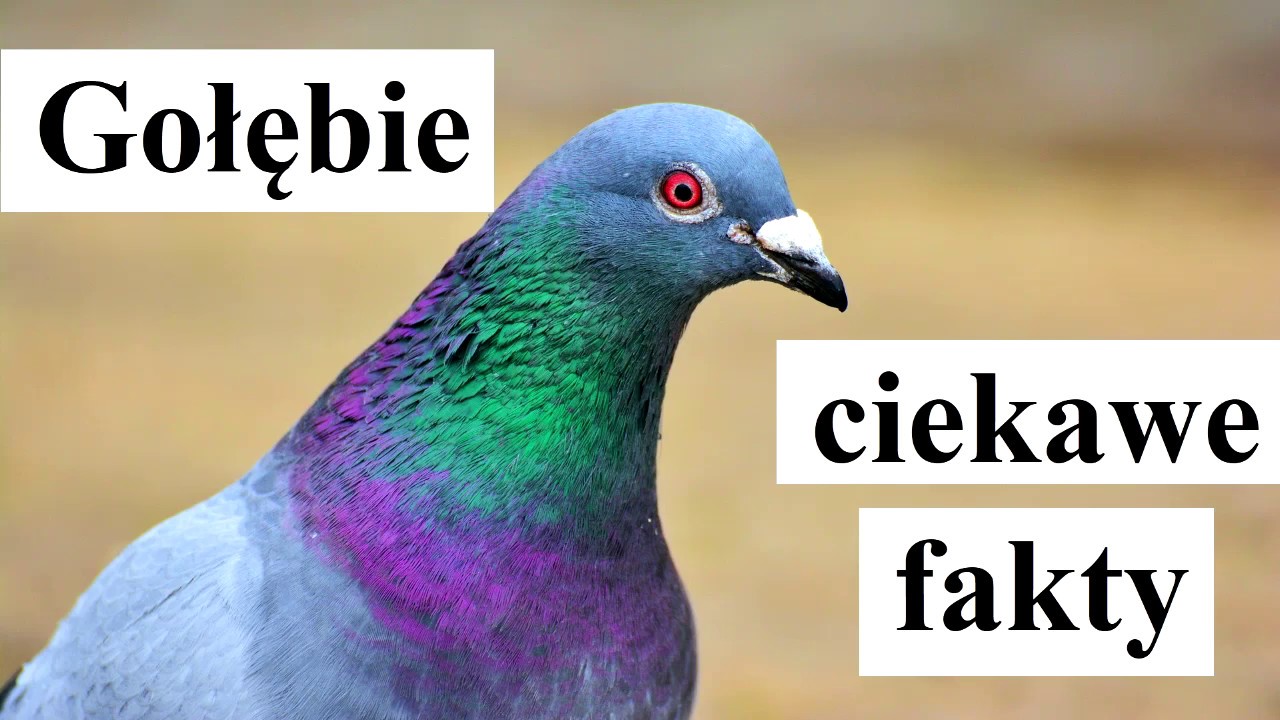 ciekawe fakty o GOŁĘBIACH