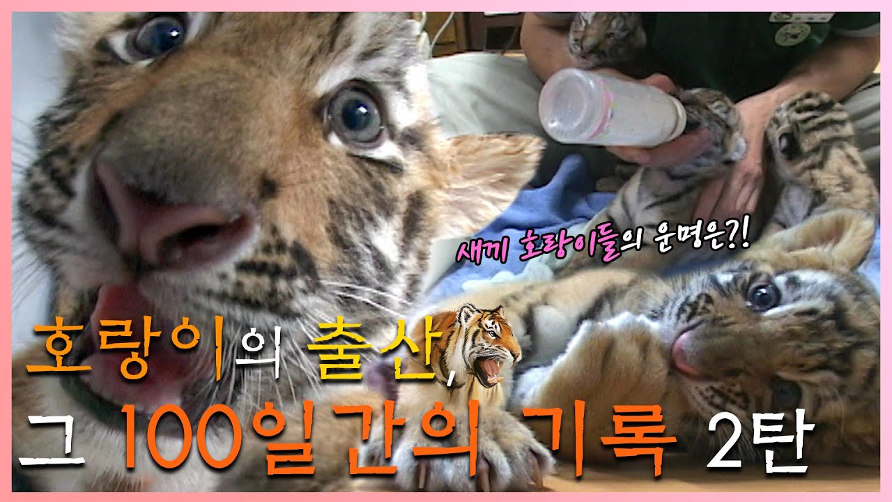 호랑이의 출산, 그 100일간의 기록 2탄🐯 새끼 호랑이들의 운명은?! [KBS대/세/남 With Animals] / KBS 방송