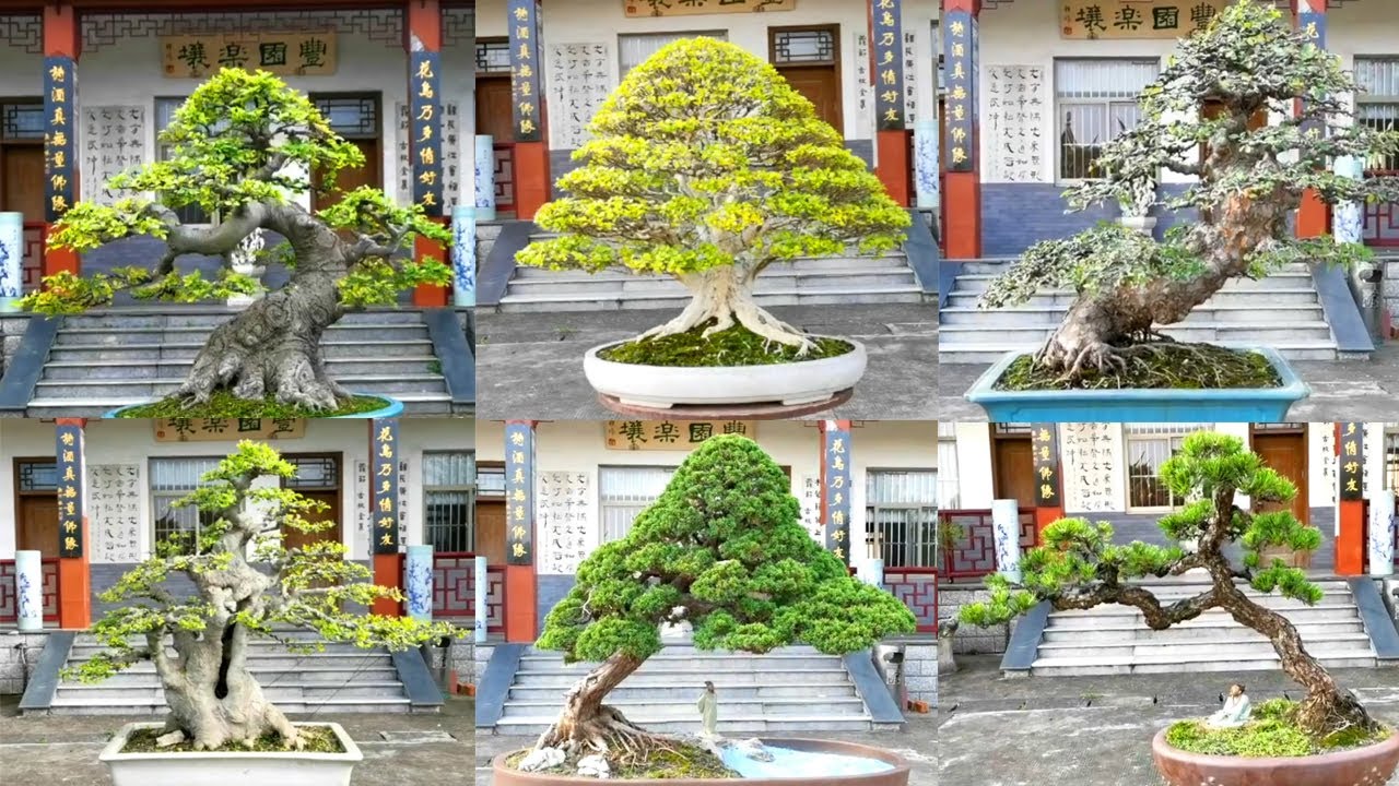 15 Tác phẩm bonsai Trung Quốc đương đại (Phần #4)