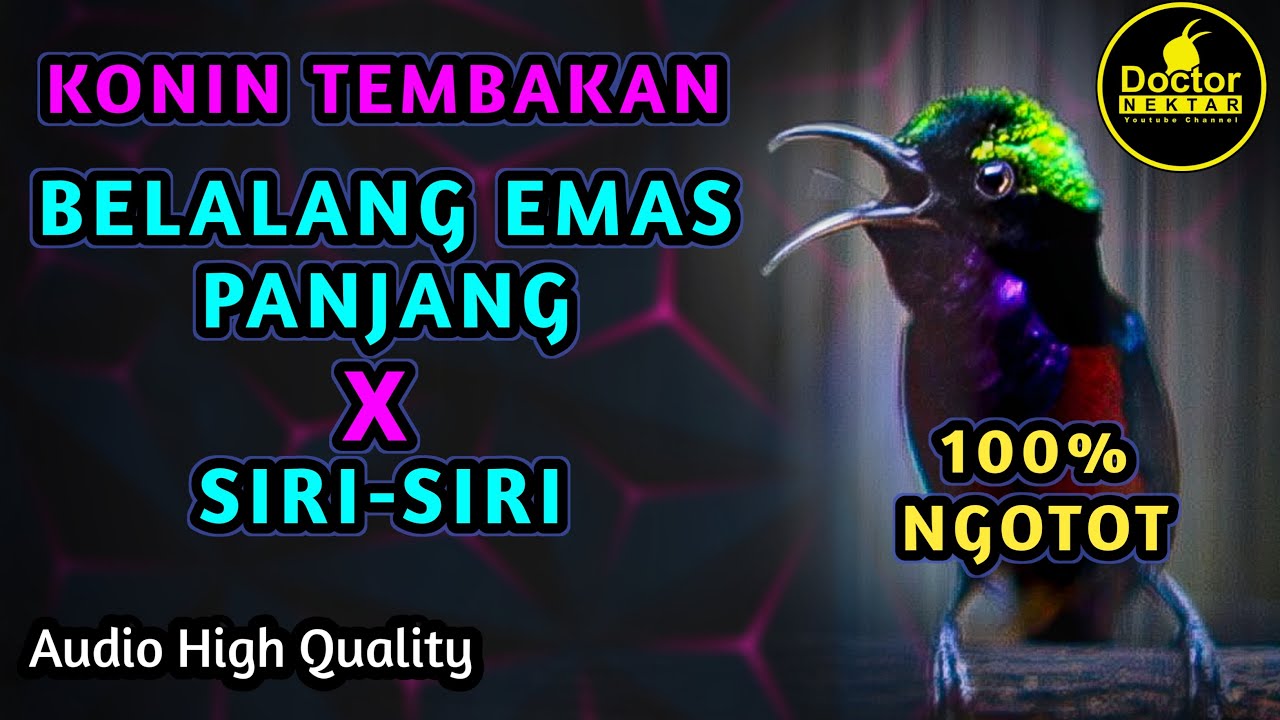 KOLIBRI NINJA GACOR FULL ISIAN TEMBAKAN BELALANG EMAS PANJANG VS SIRI SIRI COCOK BUAT MASTERAN KONIN