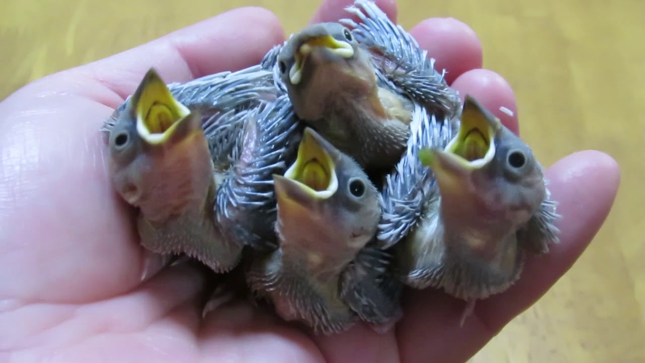 【文鳥屋】シルバー文鳥４羽の差し餌 part2