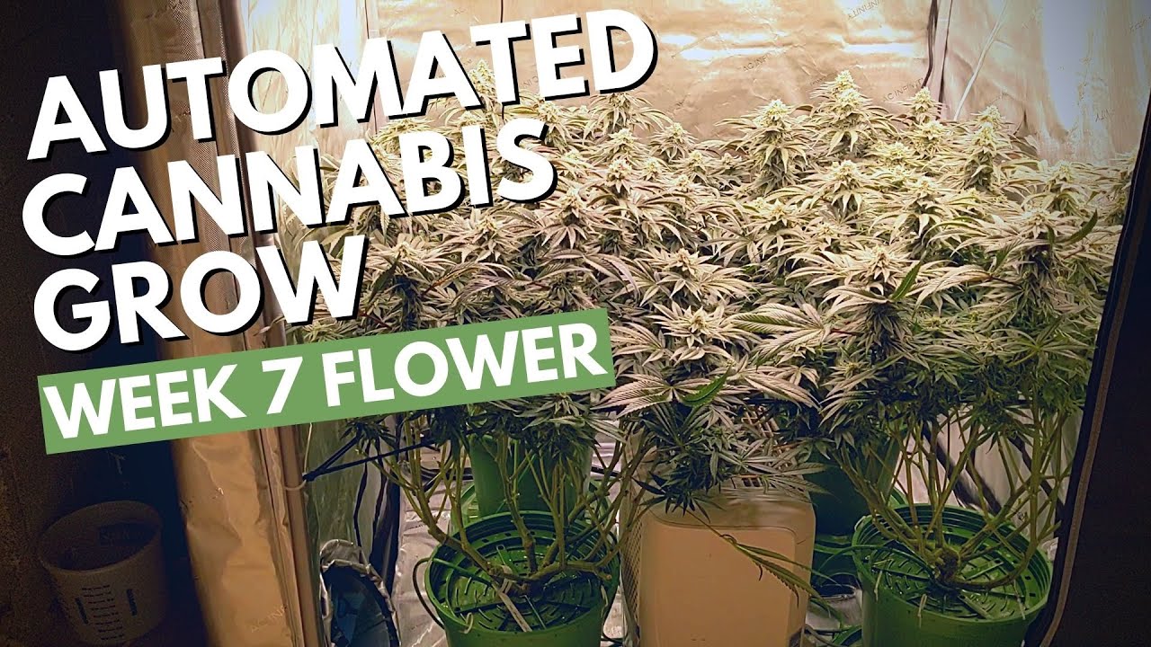 IHG Platinum Gorilla in Coco | Week 7 Flower