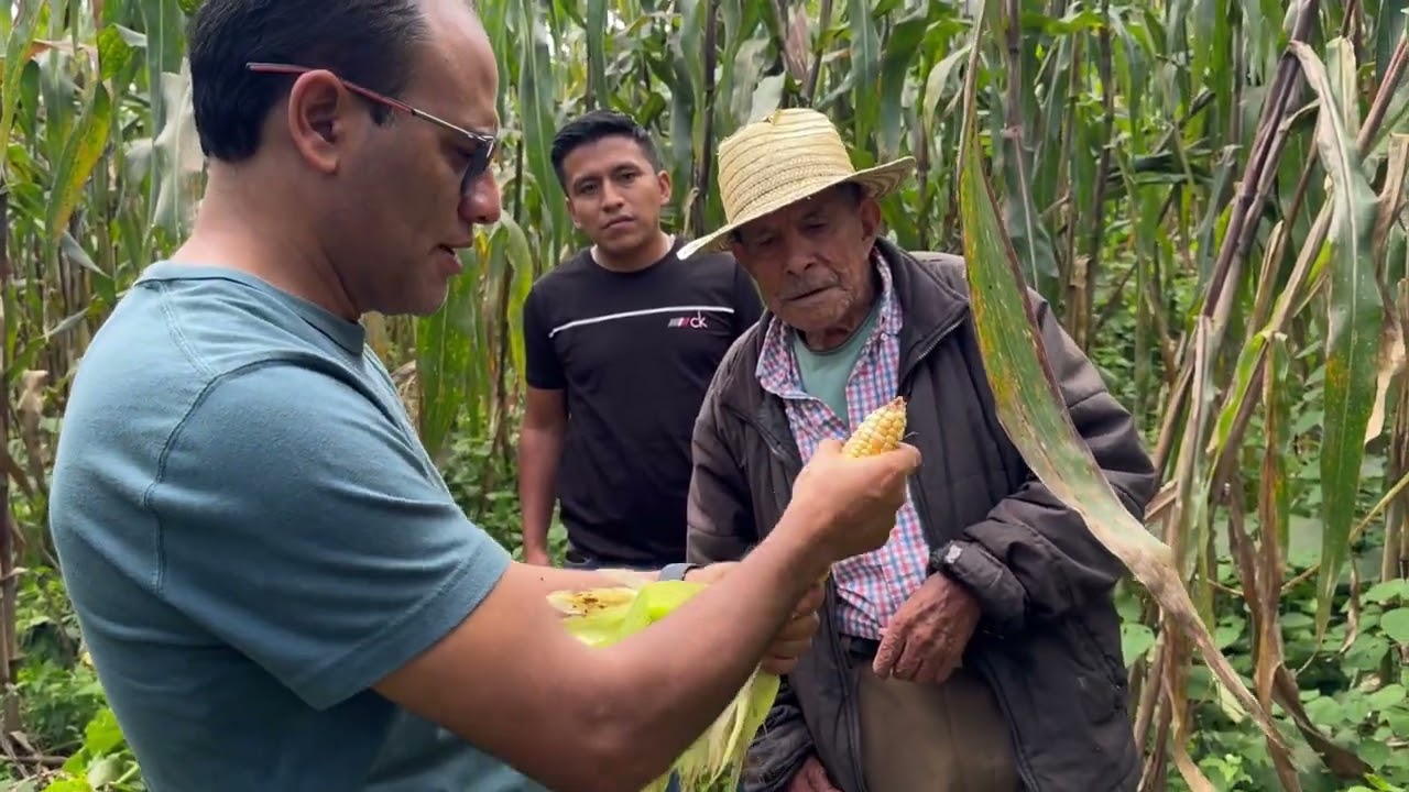 Preciosa milpa, ricos elotes | el tío Cheyo