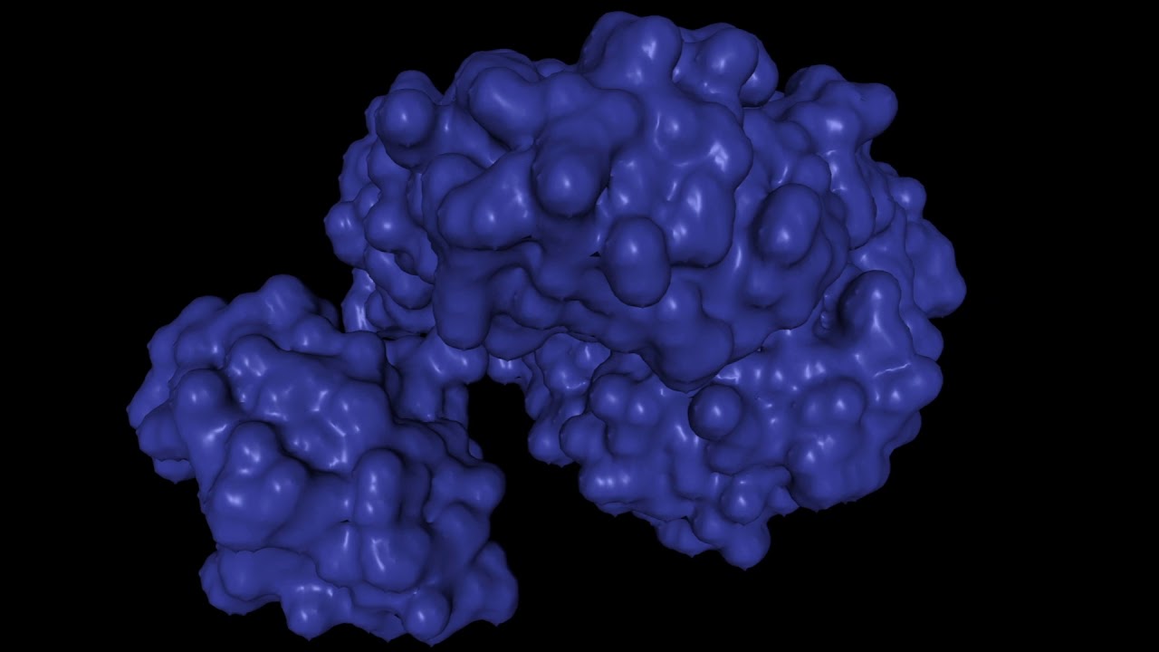 Luciferase