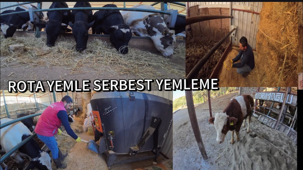 #rotayem ile serbest yemleme #dana #besi #çiftlik