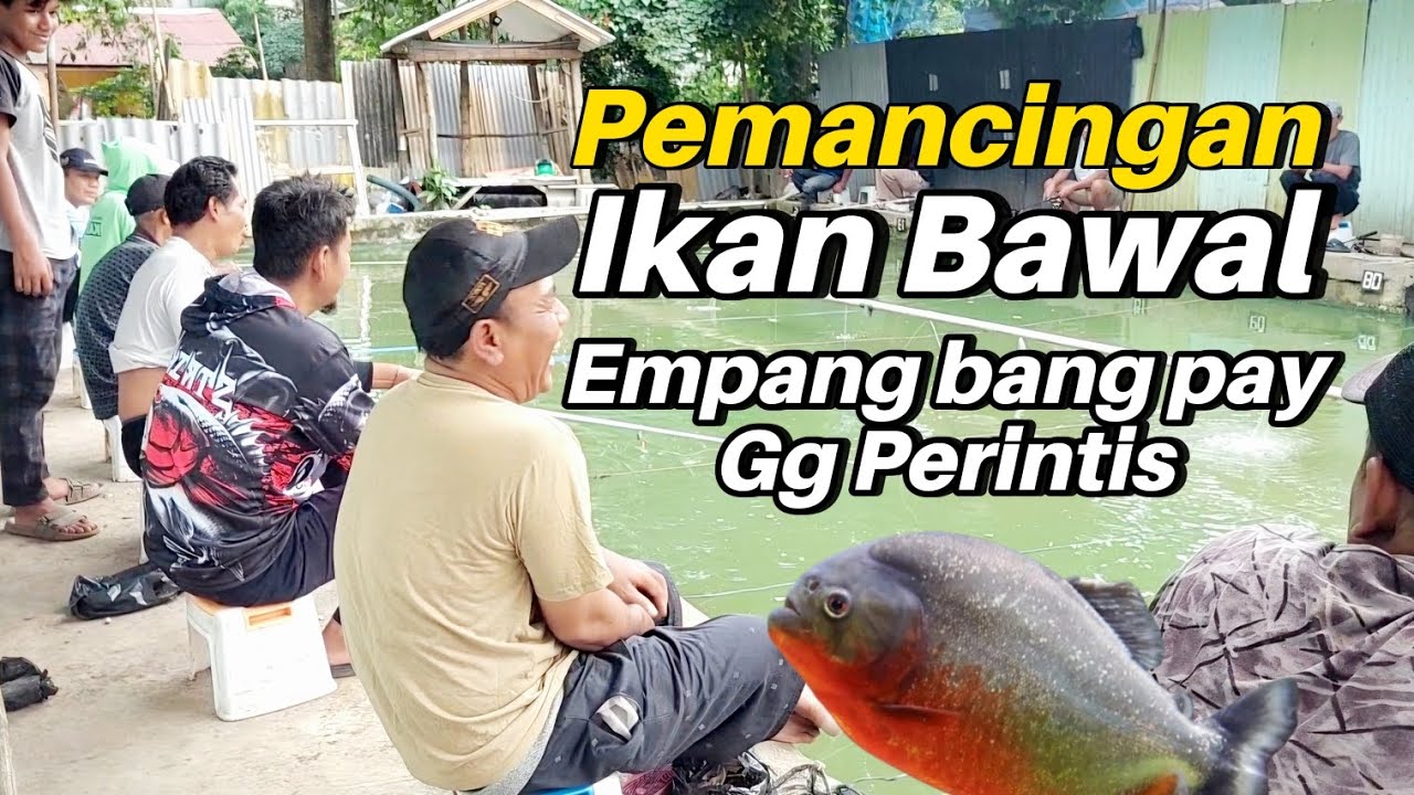 BANYAK BAWAL BABON DI SINI ‼️ Mancing harian ikan bawal