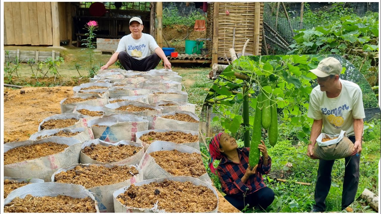 Clean agriculture: Homegrown gourds for sale, effective ginger cultivation techniques.