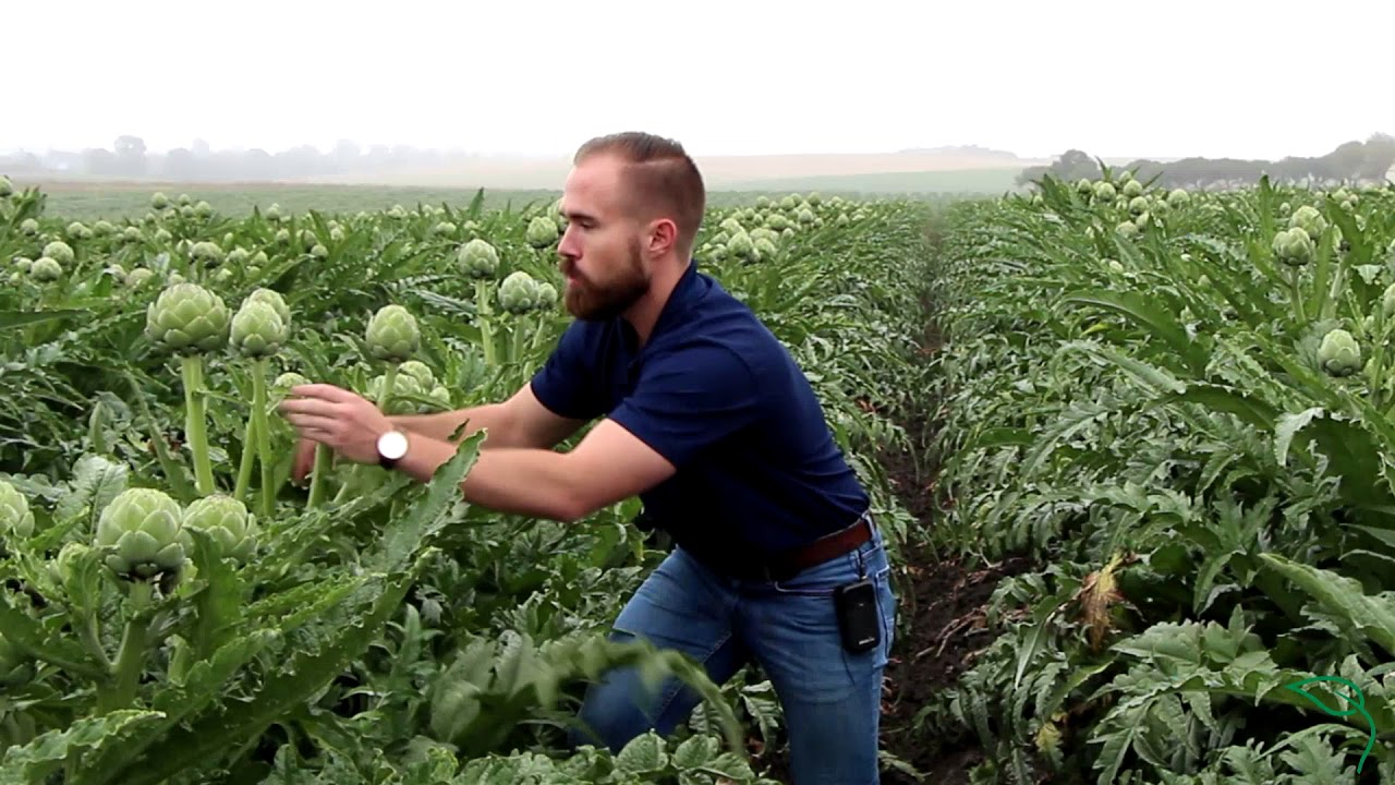 How Many Times Can an Artichoke Plant be Harvested?
