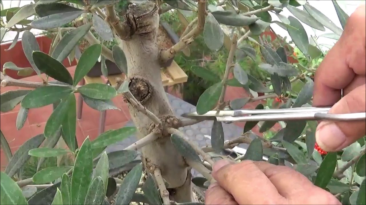 Primer diseño y pinzado en olivo