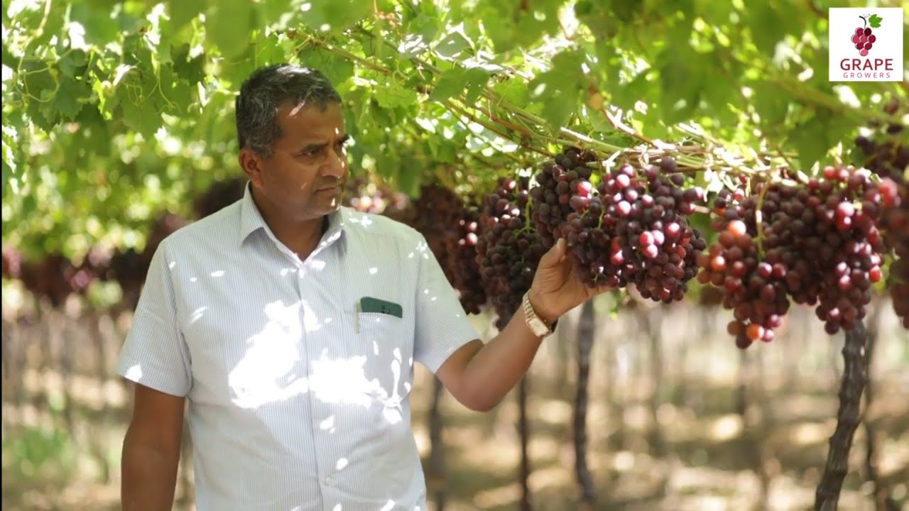 Flame Seedless Grapes Management | Credits : Grapes Growers FB page