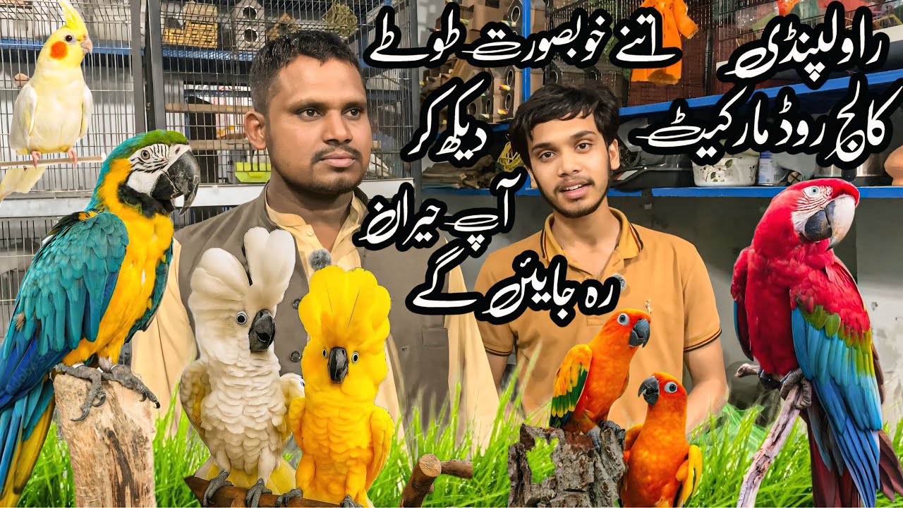 College Road Rawalpindi | Beautiful Parrots Chicks | African gray ,Yellow | Shahzain Animals Vlogs |