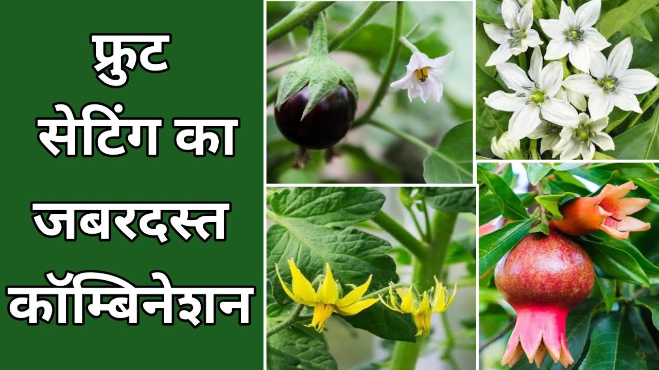 फ्रुट सेटिंग का जबरदस्त कॅाम्बिनेशन । Pesticide Combination