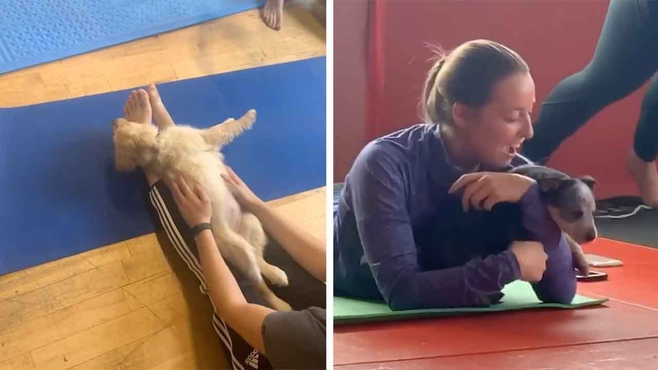 Puppies Roam Free In Yoga Class