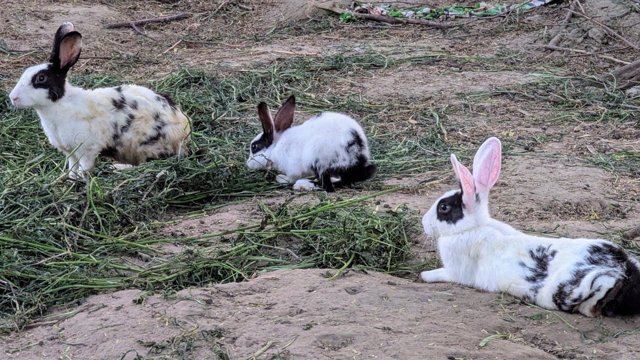 Rabbits Playing | Rabbits Video | Beautiful Rabbits | Rabbit lover unit 