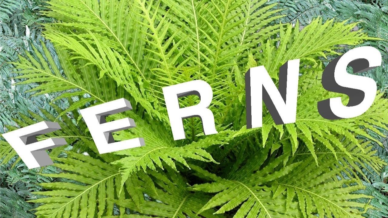 FERN-TASTIC!  Landscaping with FERNS 🍁//Bobby K Designs