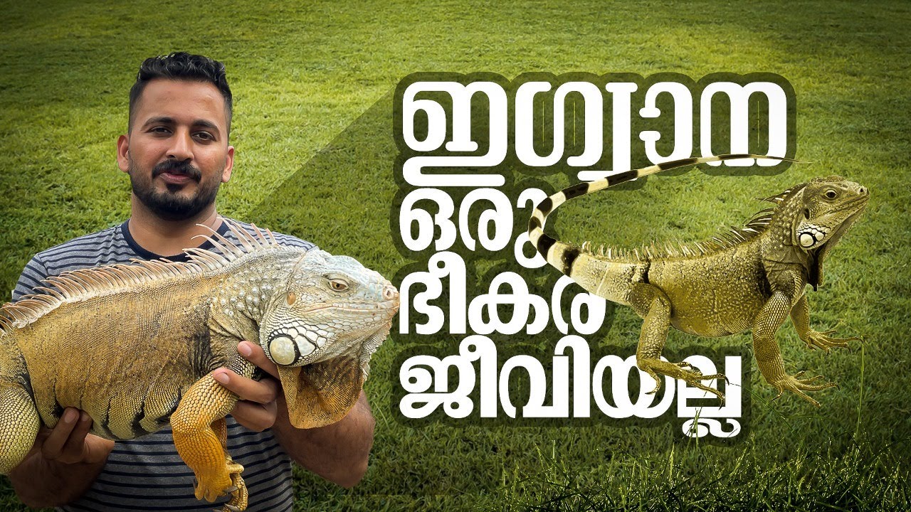 ഓന്തിന്റെ ഛായ, ദിനോസറിന്റെ ശൗര്യം; ഇണക്കിയാല്‍ ഇണങ്ങുന്ന 'ഇഗ്വാന' | mathrubhumi.com