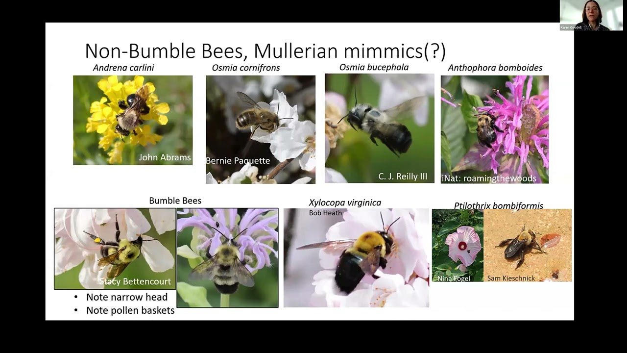 Identification of Bumble Bees from Eastern North America with Karen Goodell