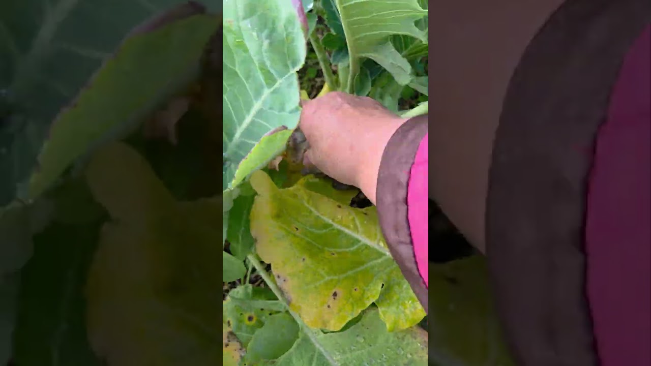 Allotment Tour and sorting the cabbage bed