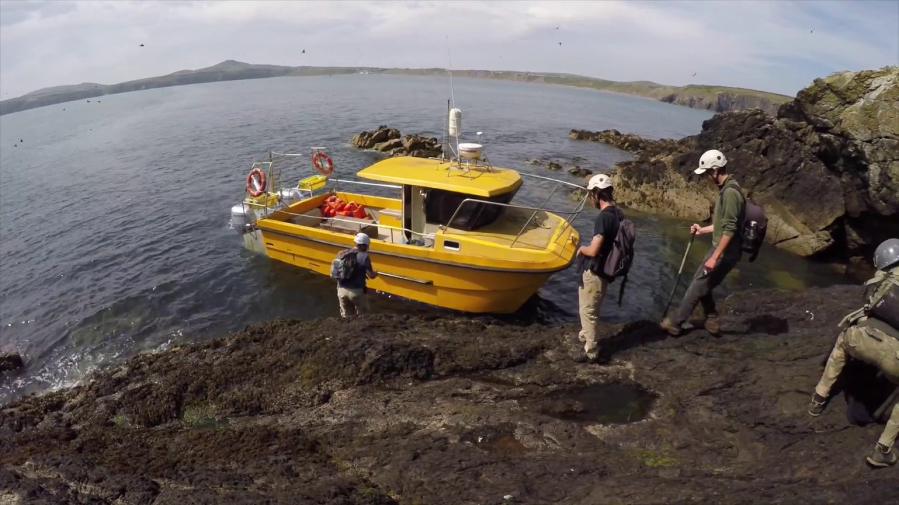 Ringing on the Gwylan Islands