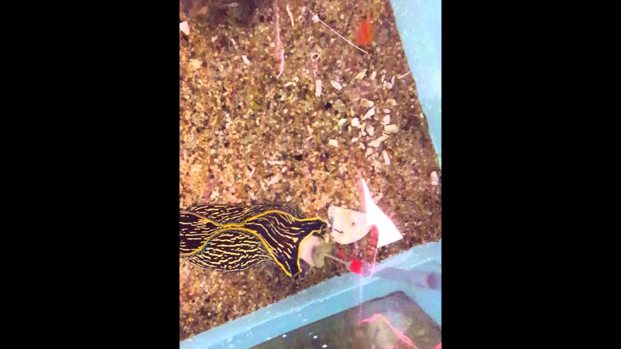 Navanax Feeding