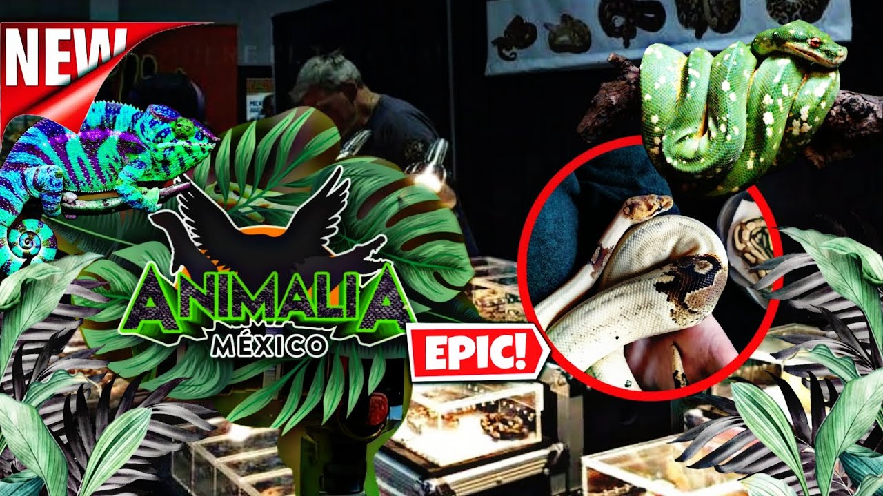 Expo animalia (parte 2)  lo que se vivió en el décimo aniversario de animalia