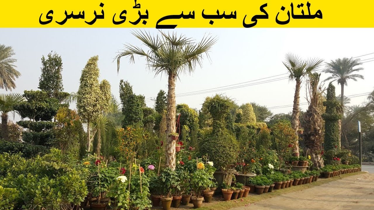 Fazal Nursery Multan Visit | Biggest Nursery In Multan Pakistan | Flowering and Fruiting Plants