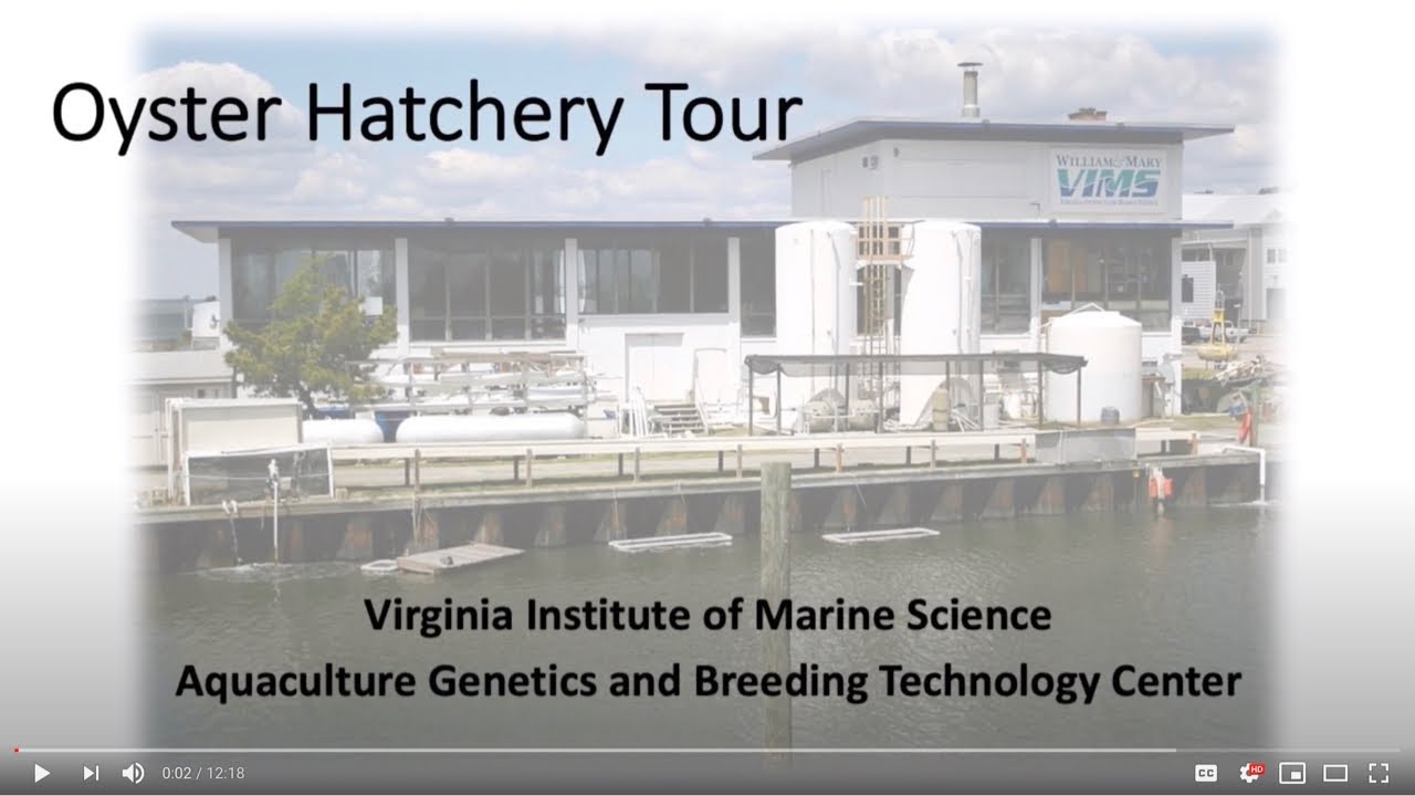 Tour the VIMS Oyster Hatchery!