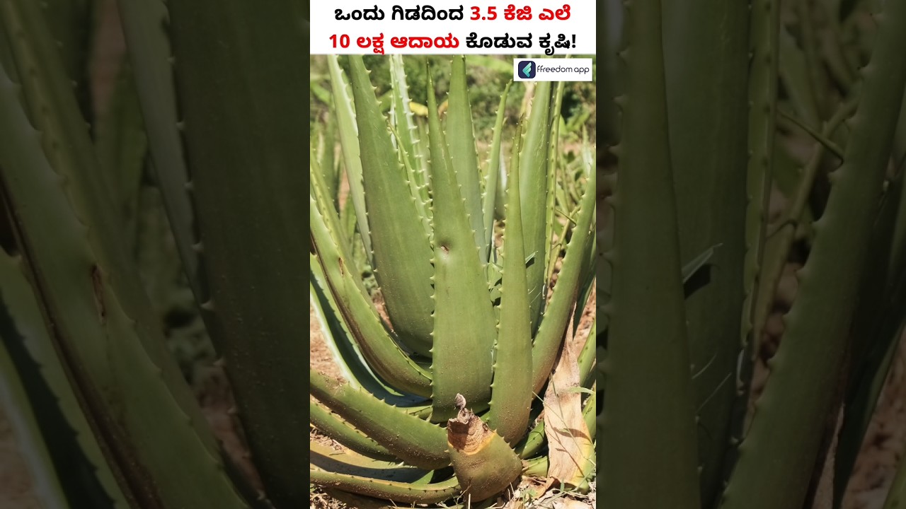Low Investment with High Profitable Aloe Vera Farming #Shorts #AloeveraFarming