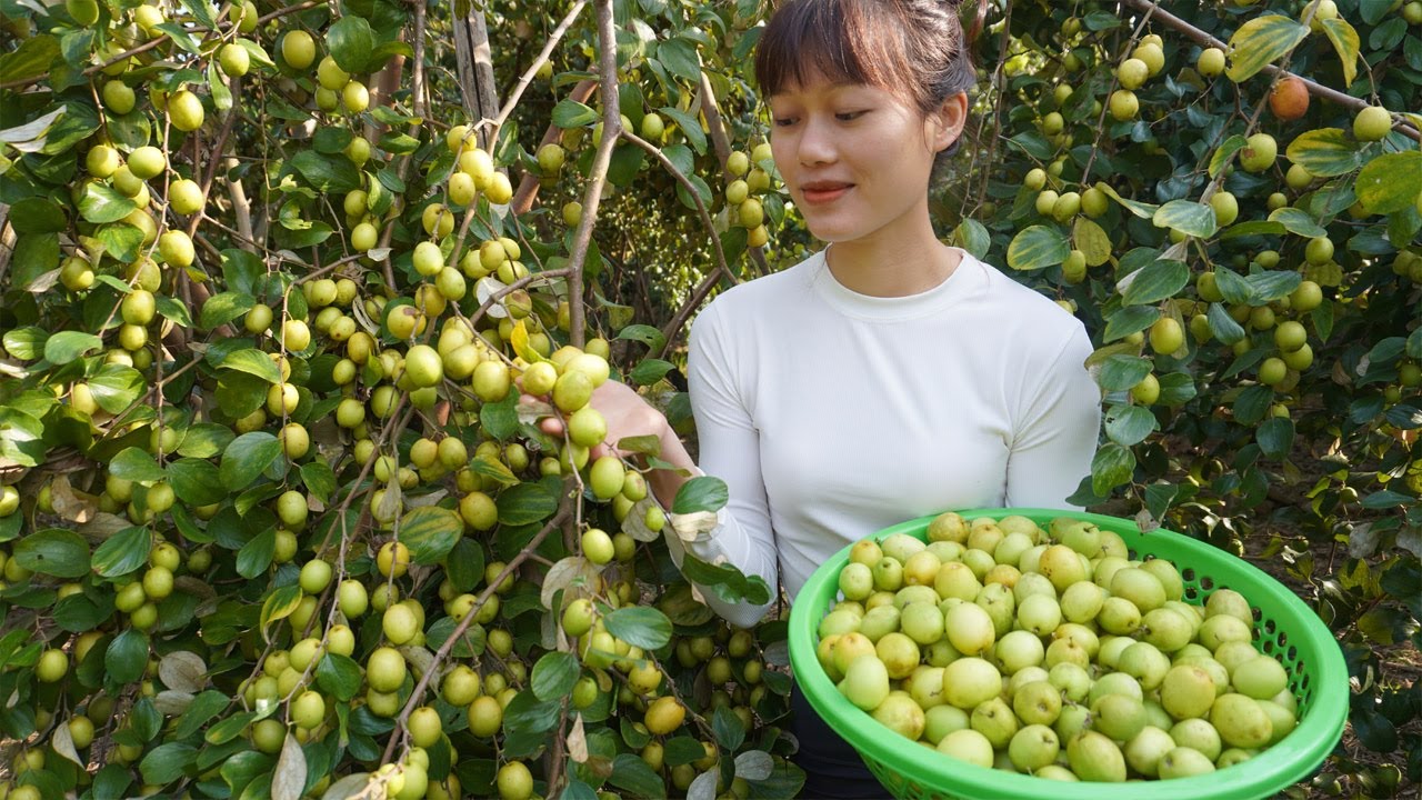TIMELAPSE: START to FINISH Alone Harvest apples to sell at the market - Make rice cakes colorful
