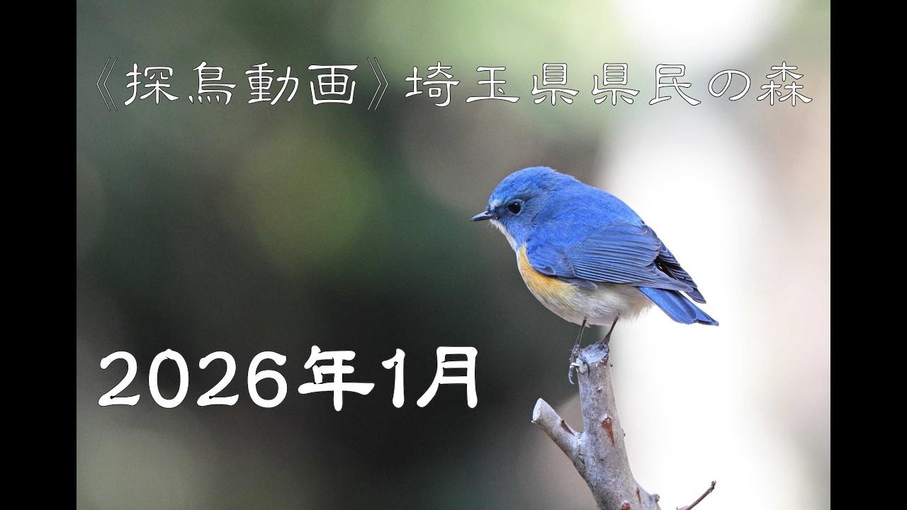 《探鳥動画》安定の探鳥地　埼玉県県民の森20226年1月18日