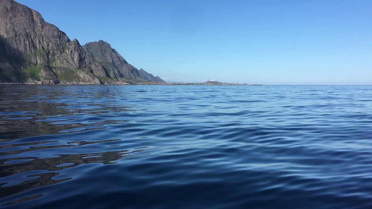 Spekkhogger I Lofoten - Orca in Lofoten close to the boat
