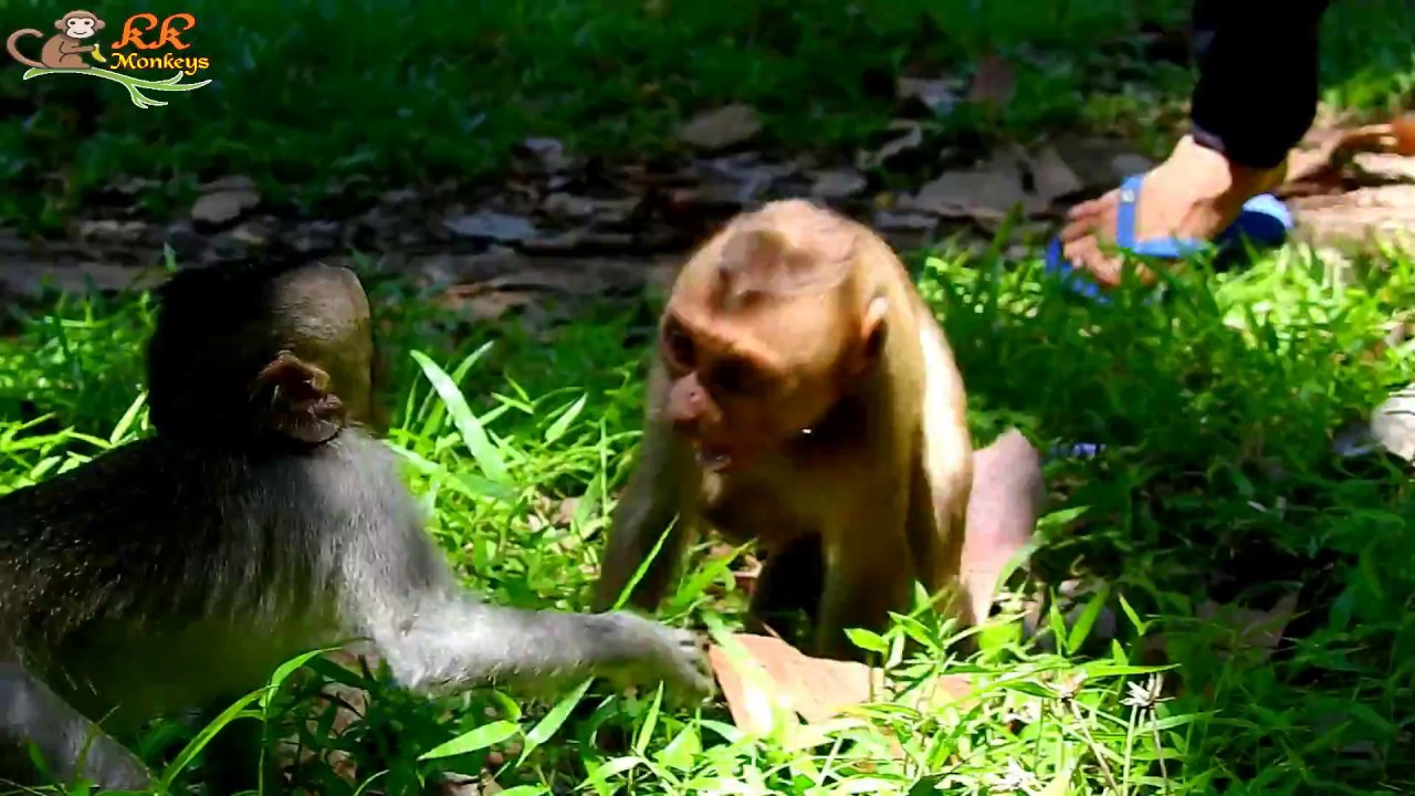 Pigtail New Member Try to close With All Small monkeys In Amber Group. Owner just free to home.