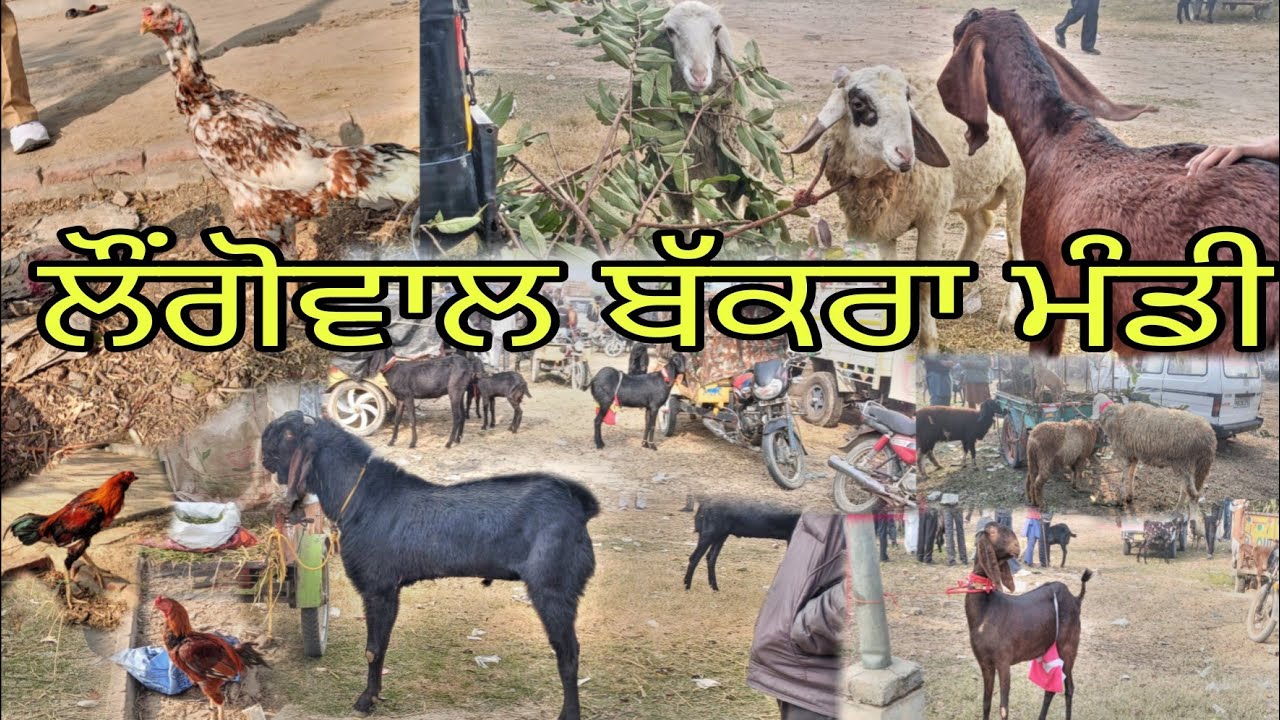 ਲੌਂਗੋਵਾਲ ਬੱਕਰਾ ਮੰਡੀ- / Longowal Bakra Mandi #goats #goat #goatfarm #goatfarming #tonkgoatmarket