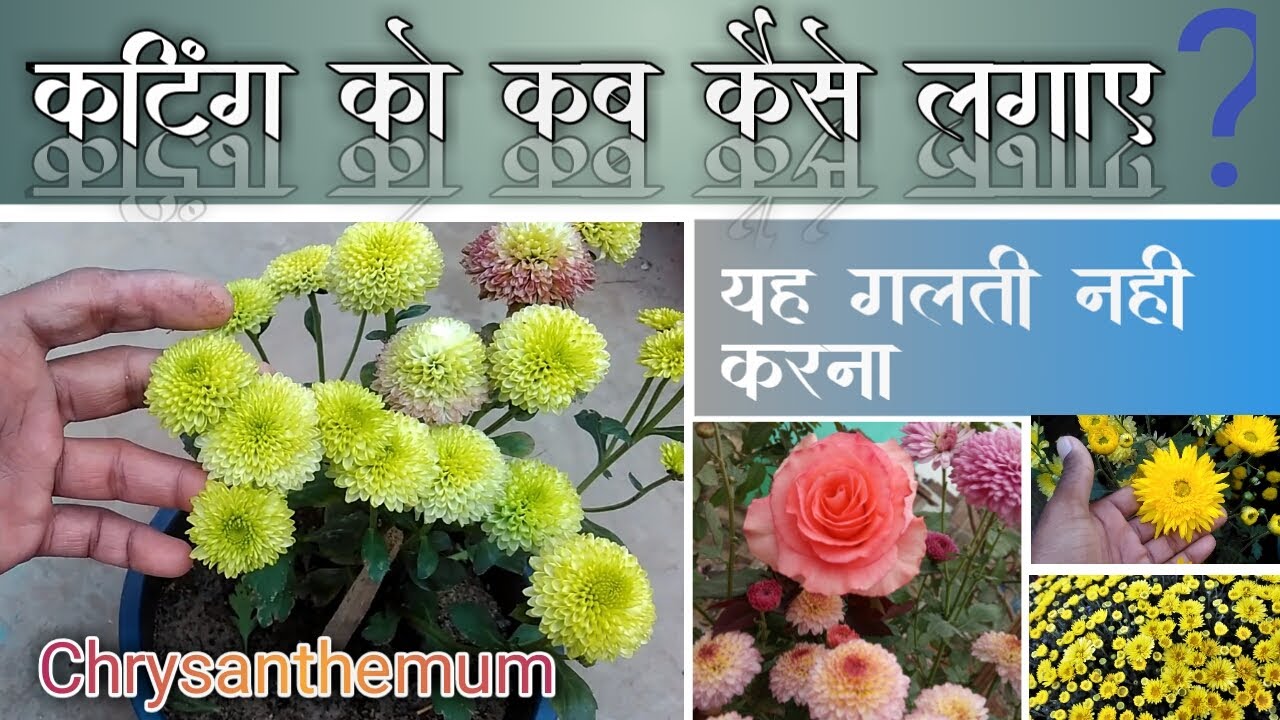 गलती नही करना ,गुलदाउदी की कटिंग को कब और कैसे लगाए । how to Grow Chrysanthemum by cuttings