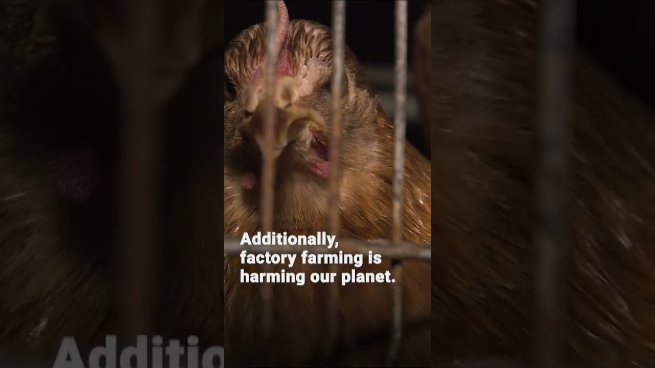 Super Bowl Weekend – Animals Suffer for Moments of Convenience 💔 | FOUR PAWS  | FOUR PAWS | [SUBS]