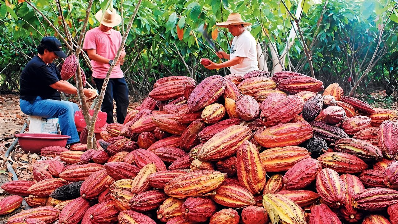 ASÍ se COSECHA el CACAO 🍫 | El DURO PROCESO para HACER CHOCOLATE desde la SELVA