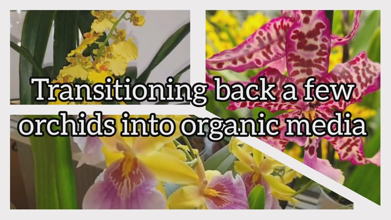 Transitioning back a few orchids into organic media Oncidium & Beallara